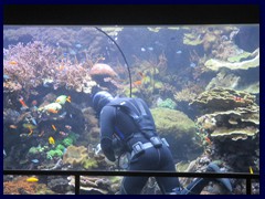 L'Oceanogràfic Oceanarium 070 - diver